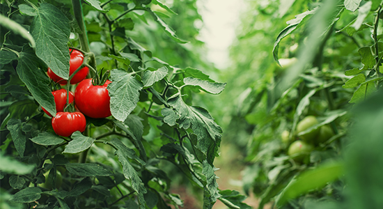 The ripeness of a tomato is determined